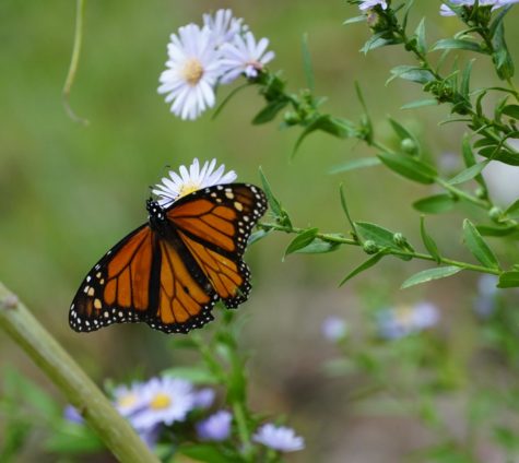 monarch butterfly on fall aster plant