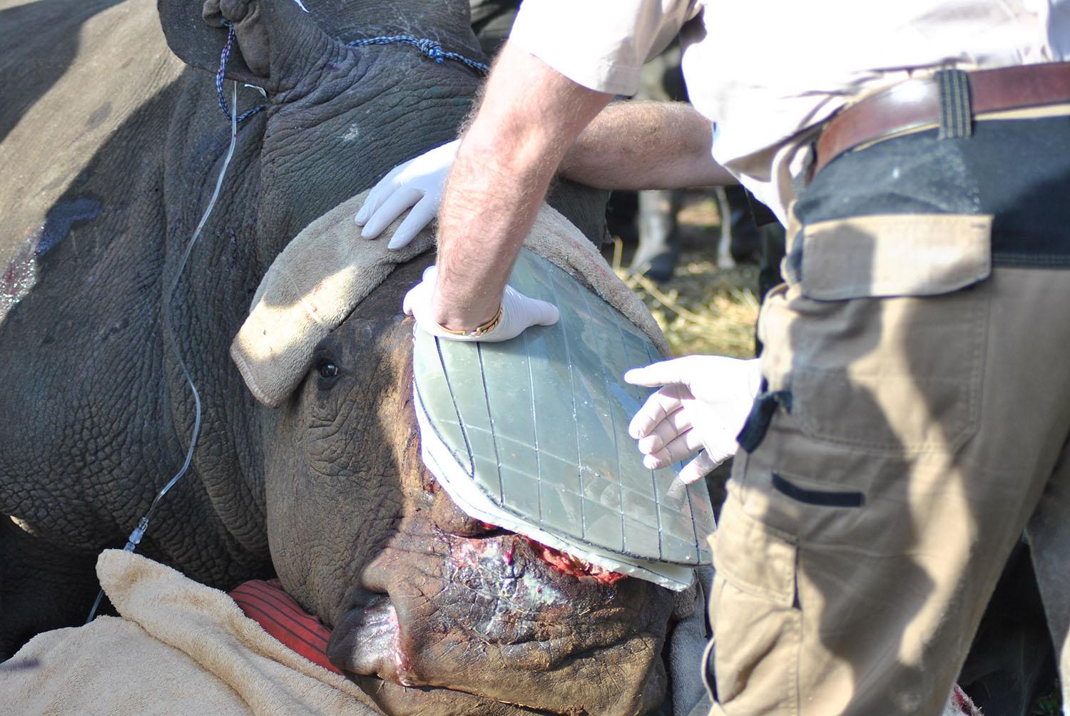 In this July 2015 photo provided by Michael Slattery, doctors place a cover over Hope's facial wound. Hope was attacked by poachers for her horn.
