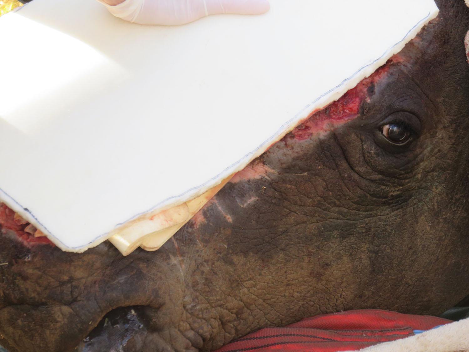 In this July 2015 photo provided by Michael Slattery, Hope the rhino focuses on the camera during a surgery to reconstruct her face. This was Hope's fifth surgery.