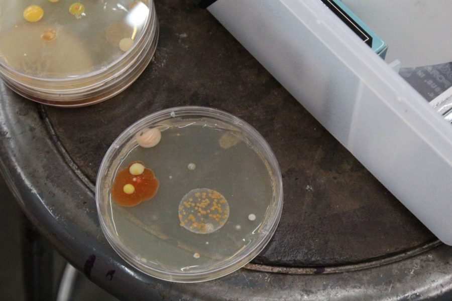 Petri dish with bacteria. (Connie Beltran)