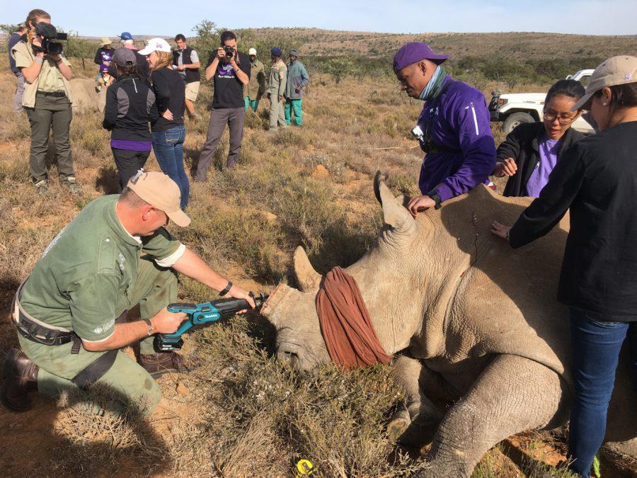 TCU Alum Brandon Parrish watches with emotion as he watches a rhino worked on his sawed-off horn (Photo courtesy: http://geo1.tcu.edu/)