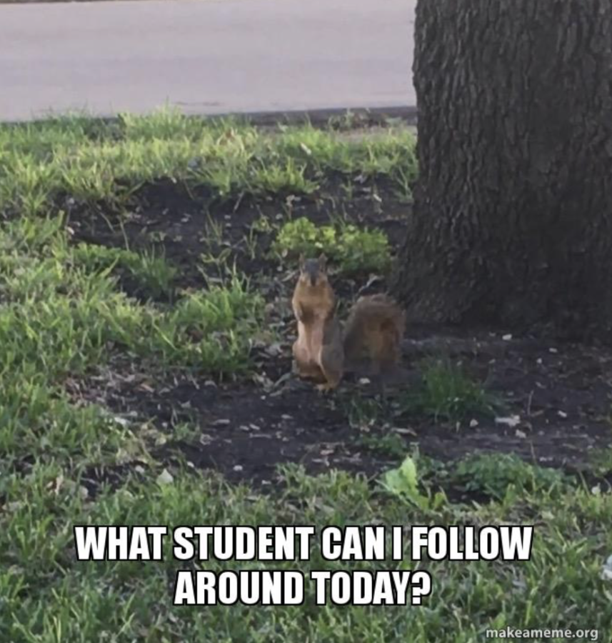 Squirrels on TCUs campus are not normal