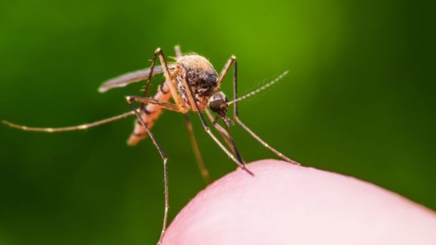 West Nile Virus is transmitted through infected mosquitoes. Photo by iStock.