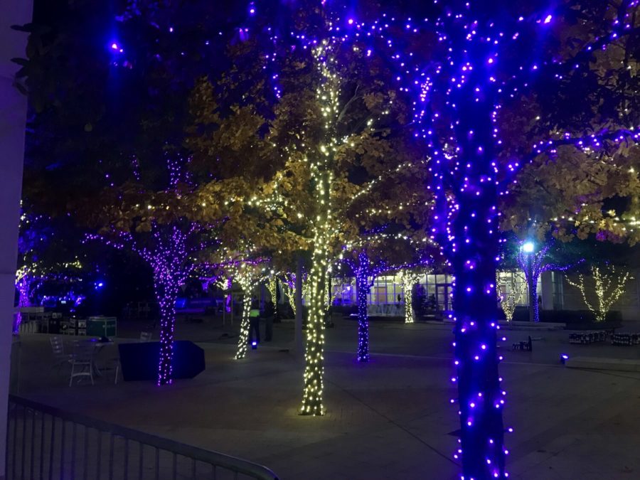Purple and white lights surround trees in the Campus Commons.
(Photo by Reese Price)