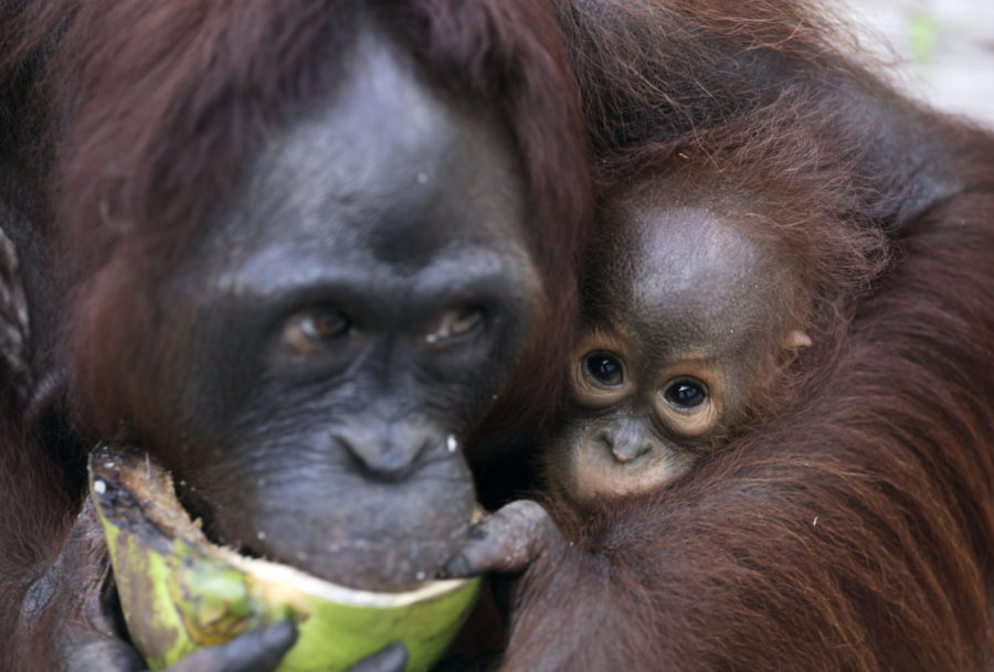 In this Sunday, Jan. 9, 2011 photo, a baby orangutan looks on as its mother eats coconut at a release site in Tanjung Hanau, Central Kalimantan, Indonesia. A half-century ago, more than three-quarters of Indonesia, a sprawling archipelagic nation spanning the width of the United States, was blanketed in plush tropical rainforest. But in the rush to supply the world with pulp, paper and, more recently palm oil _ used in everything from lipstick and soap to clean-burning fuel _ half those trees have been cleared. For the first time in years, scientist Birute Mary Galdikas has hopes of releasing them into the wild, thanks to a Hong Kong-based development companys plans to protect a 224,866-acre stretch of forest. (AP Photo/Dita Alangkara)