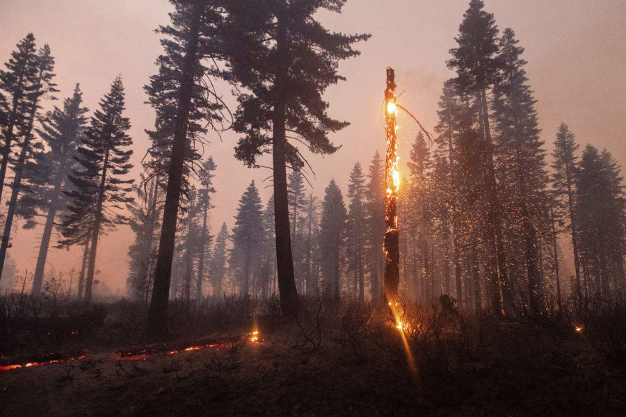 A tree casts embers as the North Complex Fire burns in Plumas National Forest, Calif., on Monday, Sept. 14, 2020. (AP Photo/Noah Berger)