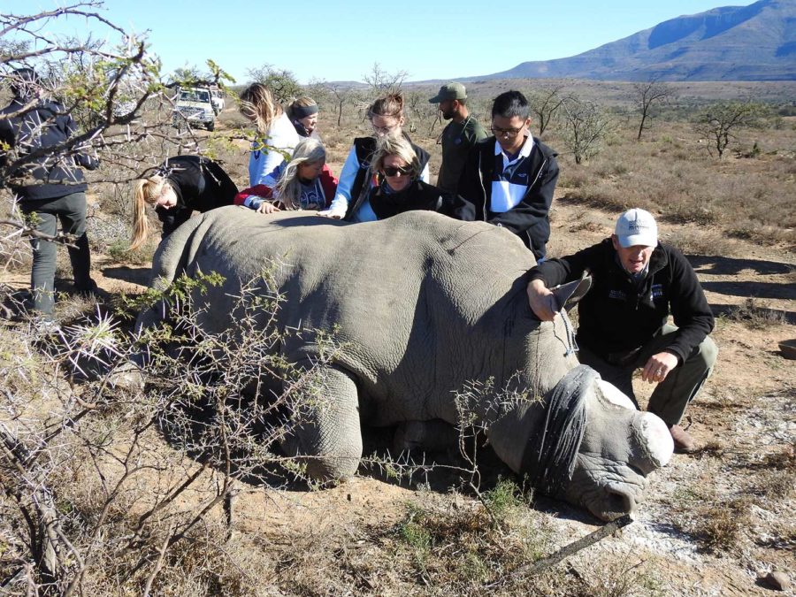 Students stand next to an anesthetized white rhino after assisting with a dehorning procedure in South Africa led by Dr. William Fowlds. Many of the students on the 2019 trip later helped found the TCU Rhino Initiative Club. (Courtesy: Dr. Michael Slattery)