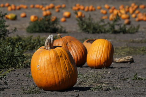 Pumpkins are shown at Bob's Pumpkin Patch in Half Moon Bay, Calif., Monday, Oct. 12, 2020. (AP Photo/Jeff Chiu)