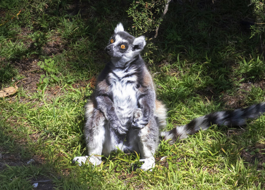 This undated photo provided by the San Francisco Police, courtesy of the San Francisco Zoo, shows a missing lemur named Maki. The ring-tailed lemur was missing from the San Francisco Zoo after someone broke into an enclosure overnight and stole the endangered animal, police said Wednesday, Oct. 14, 2020. The 21-year-old male lemur was discovered missing shortly before the zoo opened to visitors, zoo and police officials said. Theyre seeking tips from the public in hopes of finding the lemur, explaining that Maki is an endangered animal that requires specialized care. (Marianne V. Hale/San Francisco Zoo via AP)