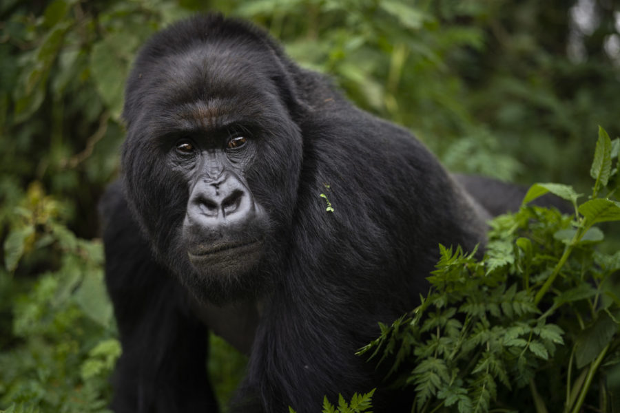 FILE - In this Sept. 2, 2019, file photo, a silverback mountain gorilla named Segasira walks in the Volcanoes National Park, Rwanda. These large vegetarian apes are generally peaceful, but as the number of family groups in a region increases, so does the frequency of gorilla family feuds, according to a new study published Wednesday, Nov. 4, 2020, in the journal Science Advances. (AP Photo/Felipe Dana, File)