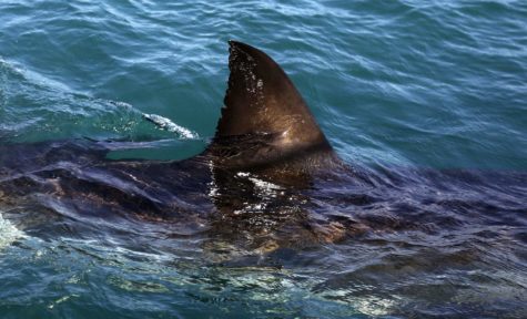 In this Thursday, Aug. 11, 2016, photo, the fin of a great white shark is seen swimming past a research boat in the waters off Gansbaai, South Africa. Extensive research by shark expert Michael Rutzen and his marine biologist partner, Sara Andreotti, has found that great whites off the South African coast are rapidly heading for extinction. (AP Photo/Schalk van Zuydam)