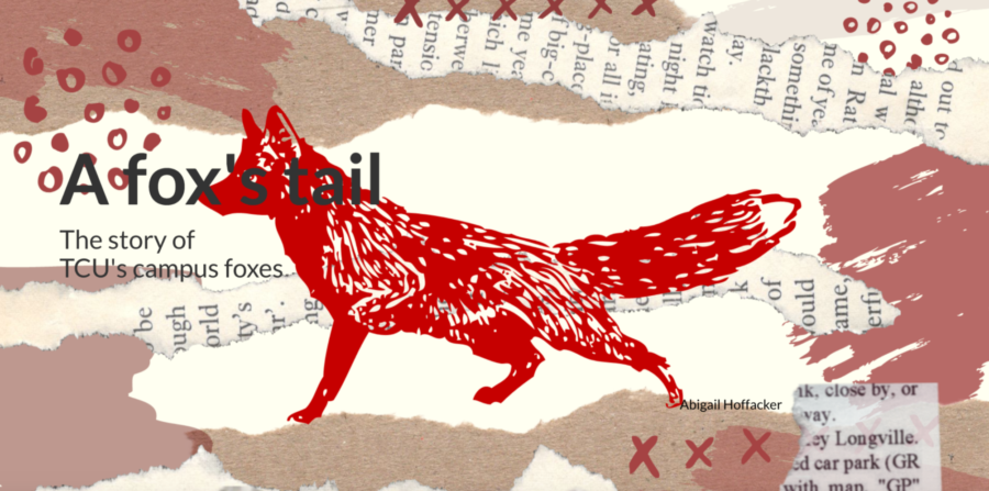A foxes tail tells the history of TCUs campus foxes.