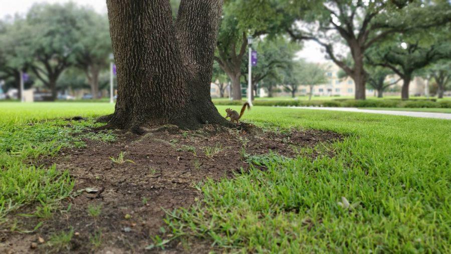 Fox squirrels are common on TCUs campus. (Camilla Price/Staff Reporter)