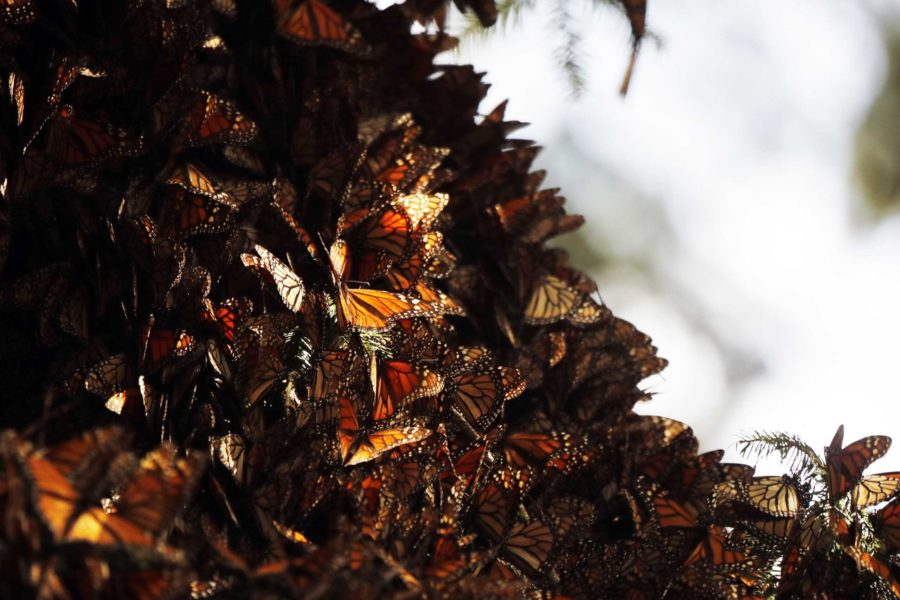 Monarch butterflies cluster in the Amanalco de Becerra sanctuary, on the mountains near the extinct Nevado de Toluca volcano, Mexico, Thursday, Feb. 14, 2019. In  January Mexican officials announced that the population of monarch butterflies wintering in central Mexico was up 144 percent over the previous year. (AP Photo/ Marco Ugarte)
