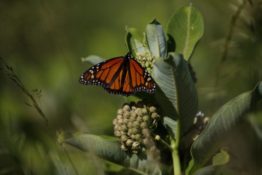 A monarch butterfly perches on milkweed in a field at the Patuxent Wildlife Research Center in Laurel, Maryland, Friday, May 31, 2019. Farming and other human development have eradicated state-size swaths of its native milkweed habitat, cutting the butterflys numbers by 90% over the last two decades. It is now under considered for listing under the Endangered Species Act. (AP Photo/Carolyn Kaster)