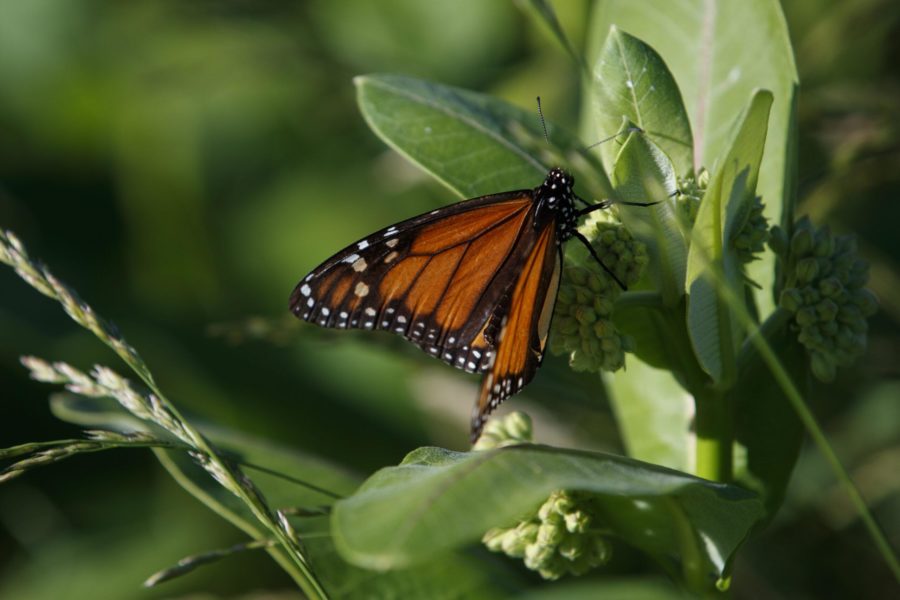A monarch butterfly perches on milkweed in a field at the Patuxent Wildlife Research Center in Laurel, Maryland, Friday, May 31, 2019. Farming and other human development have eradicated state-size swaths of its native milkweed habitat, cutting the butterflys numbers by 90% over the last two decades. It is now under considered for listing under the Endangered Species Act. (AP Photo/Carolyn Kaster)