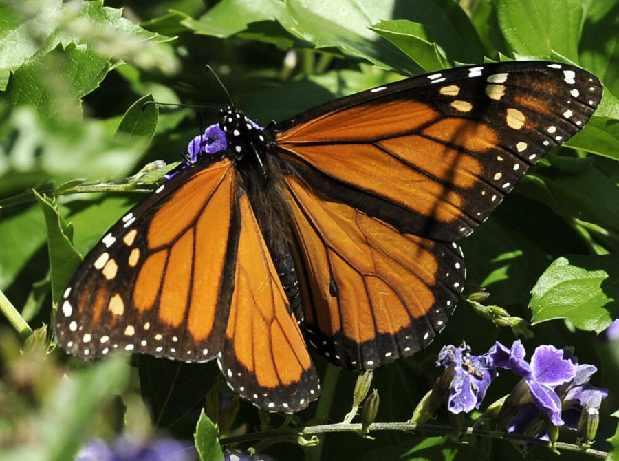 A Monarch butterfly feeds on a Duranta flower Saturday, Oct. 25, 2014, in Houston. (AP Photo/Pat Sullivan)