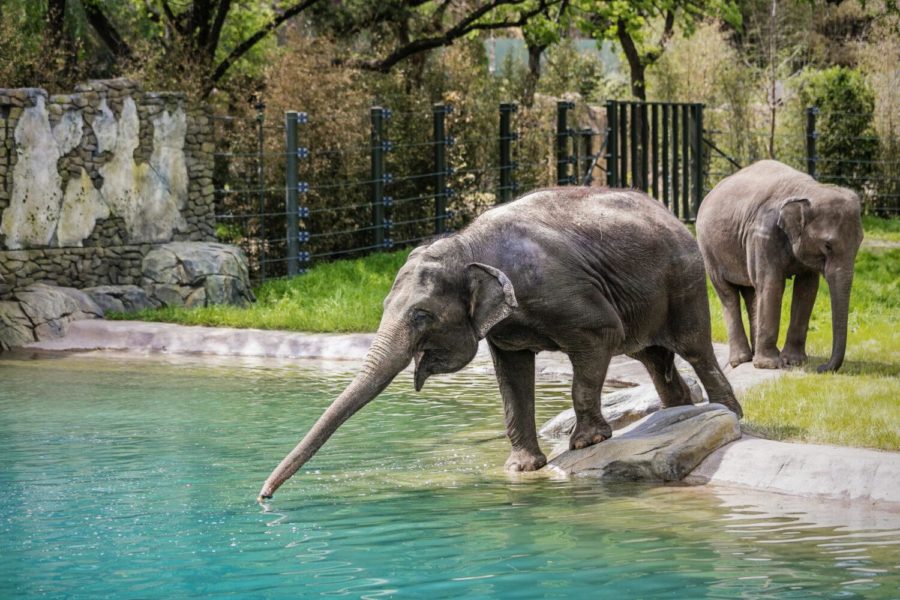 Photo of an elephant in the newly renovated exhibit, Elephant Springs, at the Fort Worth Zoo. (Photo courtesy of the Fort Worth Zoo)