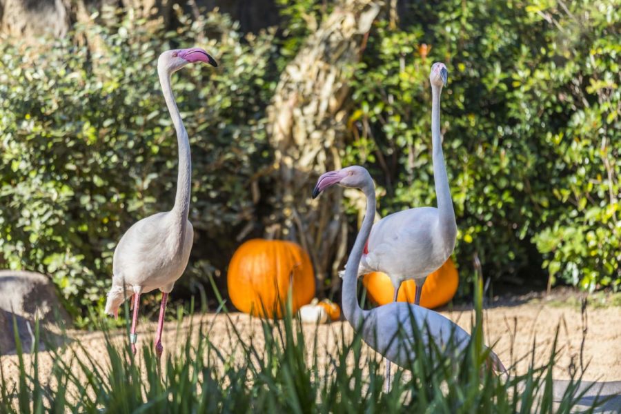 Flamingoes at the Fort Worth Zoo receive pumpkins as a special Halloween enrichment. All proceeds from Boo at the Zoo help the zoo care for and feed its 7,000 animal residents. Photo courtesy Fort Worth Zoo