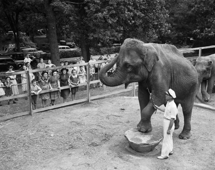 The elephant Queen Tut at Fort Worths Forest Park Zoo with assistant zoo director, Julian Frazier, 08/12/1938. (Photo courtesy of the UTA archives and Fort Worth Star Telegram Collection)
