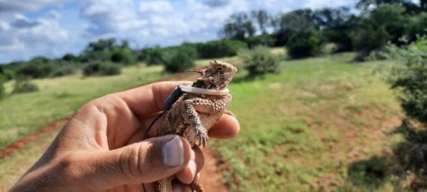 Graduate biology student Padraic Elliott shows off a tagged Texas horned lizard for the camera. Elliott is one of the TCU students taking part in the horned lizard reintroduction project. (Photo courtesy Padraic Elliott)