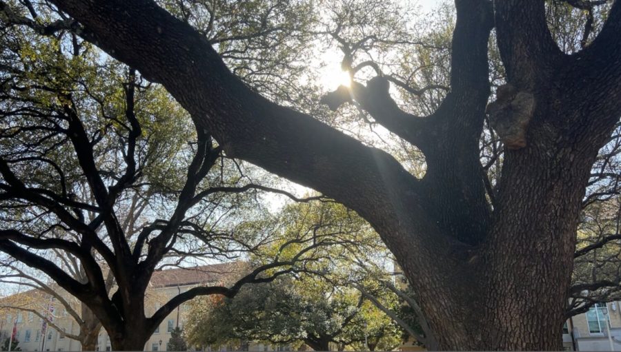 The Arbor Foundation recognized TCU as an Outstanding Tree Campus for the fifth consecutive year. TCUs most common tree within campus grounds is live oaks. (TCU360/Katharine Vaughn)