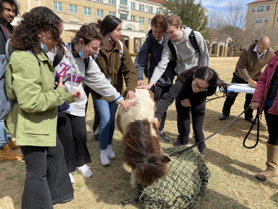 Students participate in equine therapy (Gracie Reinhardt/TCU360) 
