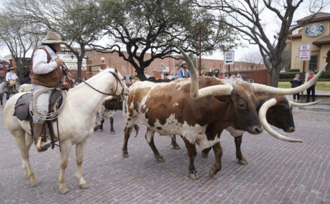 Longhorns walk the street during a cattle drive demonstration at the Fort Worth Stockyards Thursday, March 11, 2021. (AP Photo/LM Otero)
