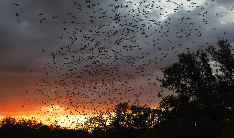 In this photo taken Sept. 1, 2011, some of the 20 million bats emerge from Bracken Cave in Bracken, Texas. A depleting insect population has forced millions of bats around drought-stricken Texas to emerge before nightfall for food runs, making them more susceptible to natural predators. Some experts have already noticed fewer bats emerging from caves and have seen evidence that more infant bats are showing up dead, hinting at a looming population decline. (AP Photo/Eric Gay)