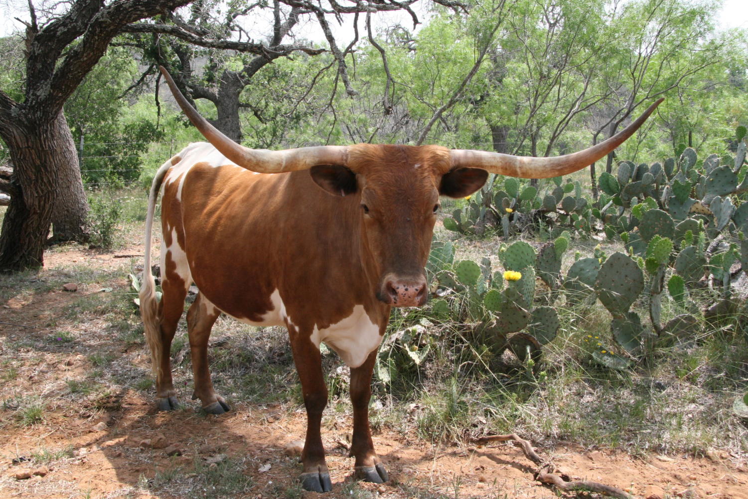 The State Fair of Texas has come to town: Meet the Lone Star state