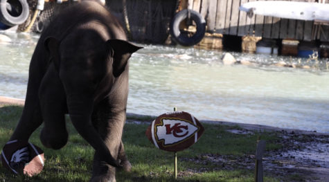 Brazos punts Thursday, Feb. 9, 2023, at the Fort Worth Zoo to predict the winner of Sunday’s Super Bowl LVII. He chose the Philadelphia Eagles over the Kansas City Chiefs.