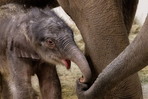 Travis, the new baby elephant, and Belle, his mom, will make a public appearance at the Fort Worth Zoo after he bonds with the herd and learns to swim.  This photo was taken several hours after his birth on Feb. 23, 2023. (Photo courtesy of the Fort Worth Zoo)