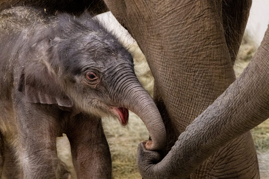 Travis%2C+the+new+baby+elephant%2C+and+Belle%2C+his+mom%2C+will+make+a+public+appearance+at+the+Fort+Worth+Zoo+after+he+bonds+with+the+herd+and+learns+to+swim.++This+photo+was+taken+several+hours+after+his+birth+on+Feb.+23%2C+2023.+%28Photo+courtesy+of+the+Fort+Worth+Zoo%29