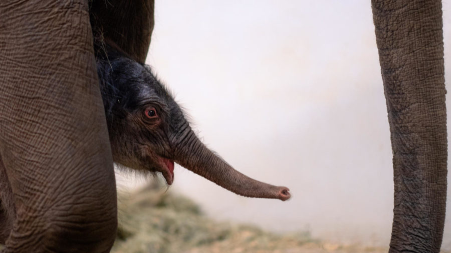 The new babys name is Travis. When he is old enough, he will help to slow declining Asian elephant populations by transferring to another zoos herd, said Avery Elander, Fort Worth Zoo spokesperson. The male Asian elephant was born Feb. 23, 2023 and weighed 270 pounds. 