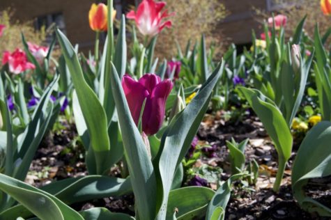A vibrant purple tulip blooming on TCU’s campus in March of 2023. (Ella Mercer/TCU 360)
