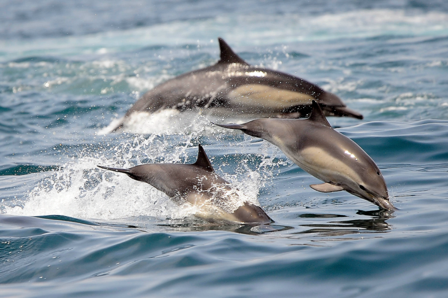 Dolphins+frolic+in+the+Pacific+Ocean+off+of+Long+Beach%2C+Calif.%2C+on+May+28%2C+2016.+%28AP+Photo%2FNick+Ut%2C+File%29