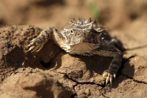 A Texas horned lizard (Phrynosoma cornutum), or commonly called a horned toad rests in a plowed field April 22, 2015 near Snyder, Tex. (AP Photo/Charlie Riedel)