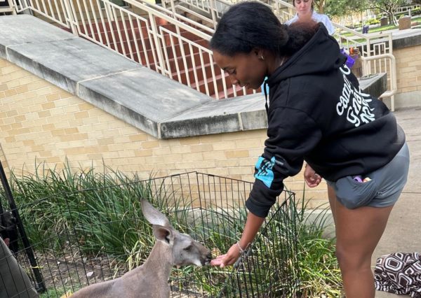 TCU student feeds kangaroo at exotic petting zoo on campus. (Sasha Chapman/Staff Writer)