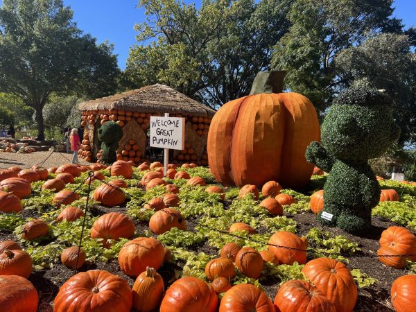 The Great Pumpkin is displayed front and center at the Dallas Arboretum during this years fall theme, Its The Great Pumpkin, Charlie Brown. (Mattea Skinner/Staff Writer)