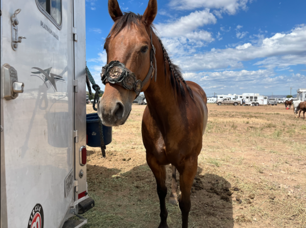 Mattie Elders horse at a competition (Mattie Elder, a junior TCU Student).