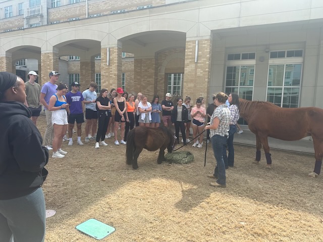 TCU students listening to Lesli Figueredo explain the benefits of equine therapy in the commons. 