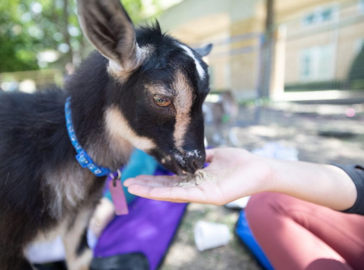 TCU Religious and Spiritual Life hosts a goat yoga event. (Photo courtesy of TCU Instagram).