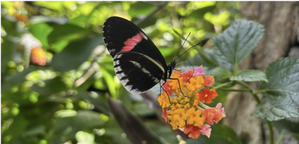 A Postman Longwing, native to Central America, laying on a flower in the Butterflies in the Garden exhibit at the Fort Worth Botanic Garden. (Abbi Elston/Staff Photographer)
