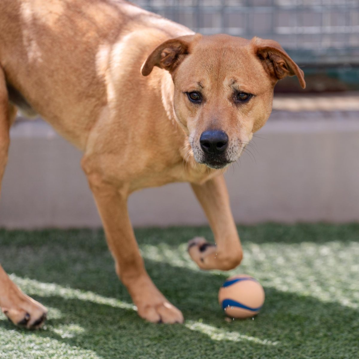 Kevin takes a moment from his day at the Humane Society of North Texas, Keller, Sept. 16, 2024. (TCU 360 Photo by Shane Manson)