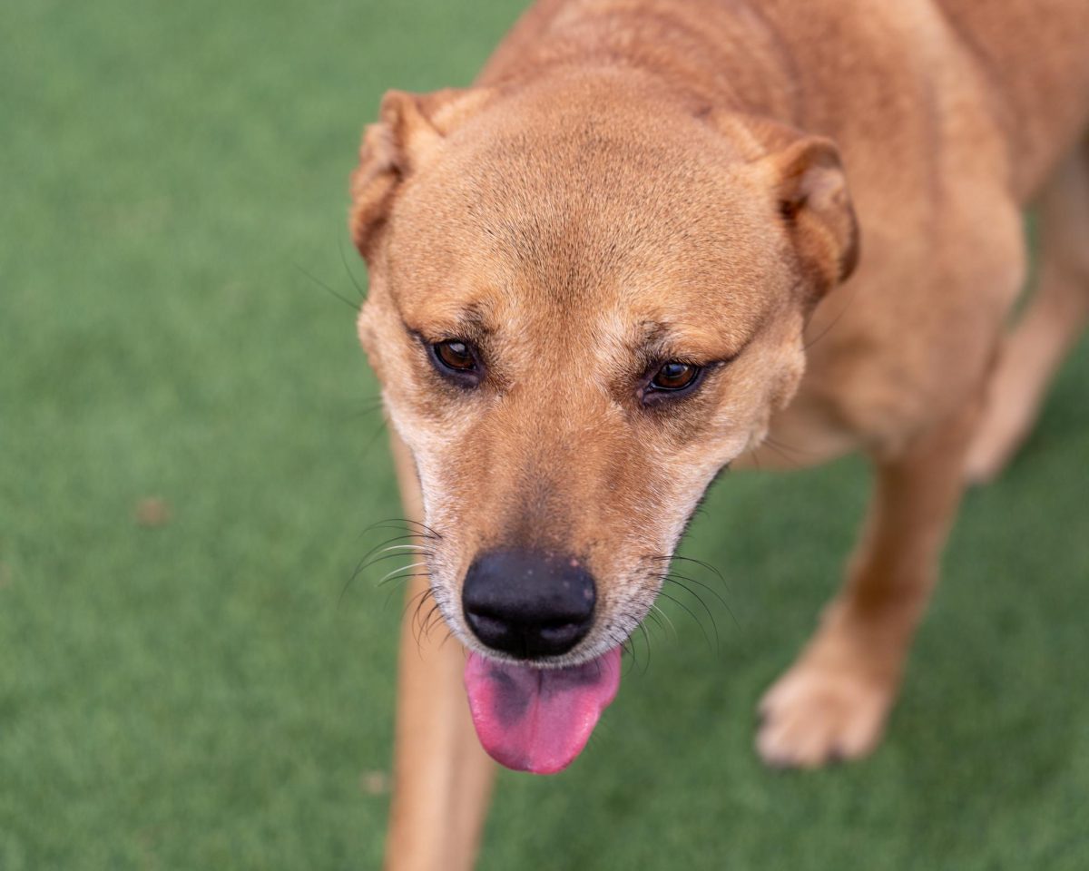 Kevin takes a moment from his day at the Humane Society of North Texas, Keller, Sept. 16, 2024. (TCU 360 Photo by Shane Manson)