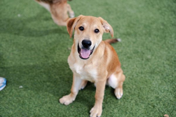 Ross takes a moment from his day at the Humane Society of North Texas, Keller, Sept. 16, 2024. (TCU 360 Photo by Shane Manson)