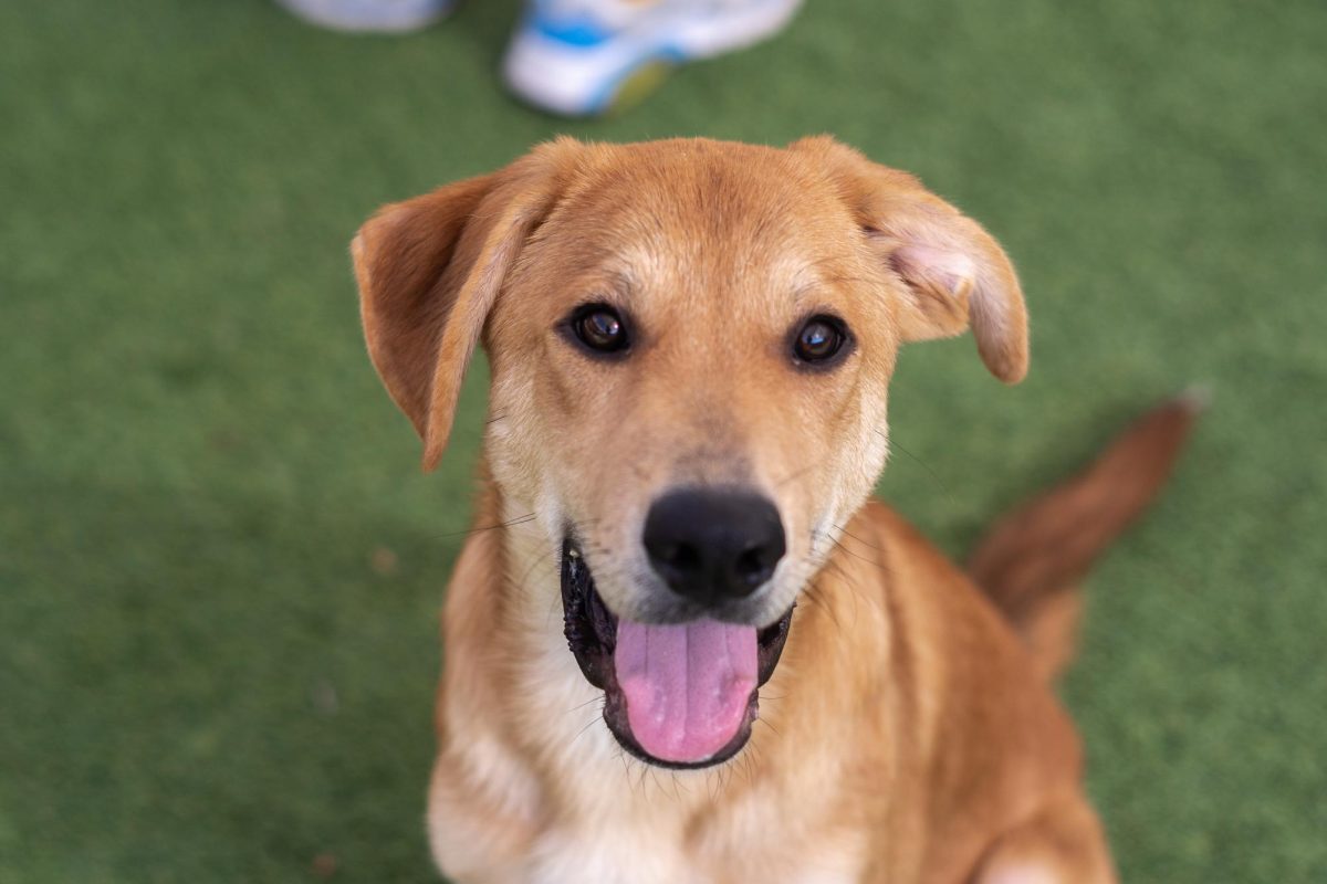 Ross takes a moment from his day at the Humane Society of North Texas, Keller, Sept. 16, 2024. (TCU 360 Photo by Shane Manson)