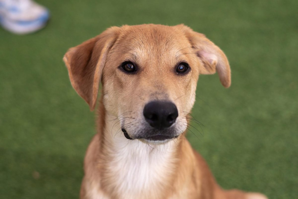 Ross takes a moment from his day at the Humane Society of North Texas, Keller, Sept. 16, 2024. (TCU 360 Photo by Shane Manson)