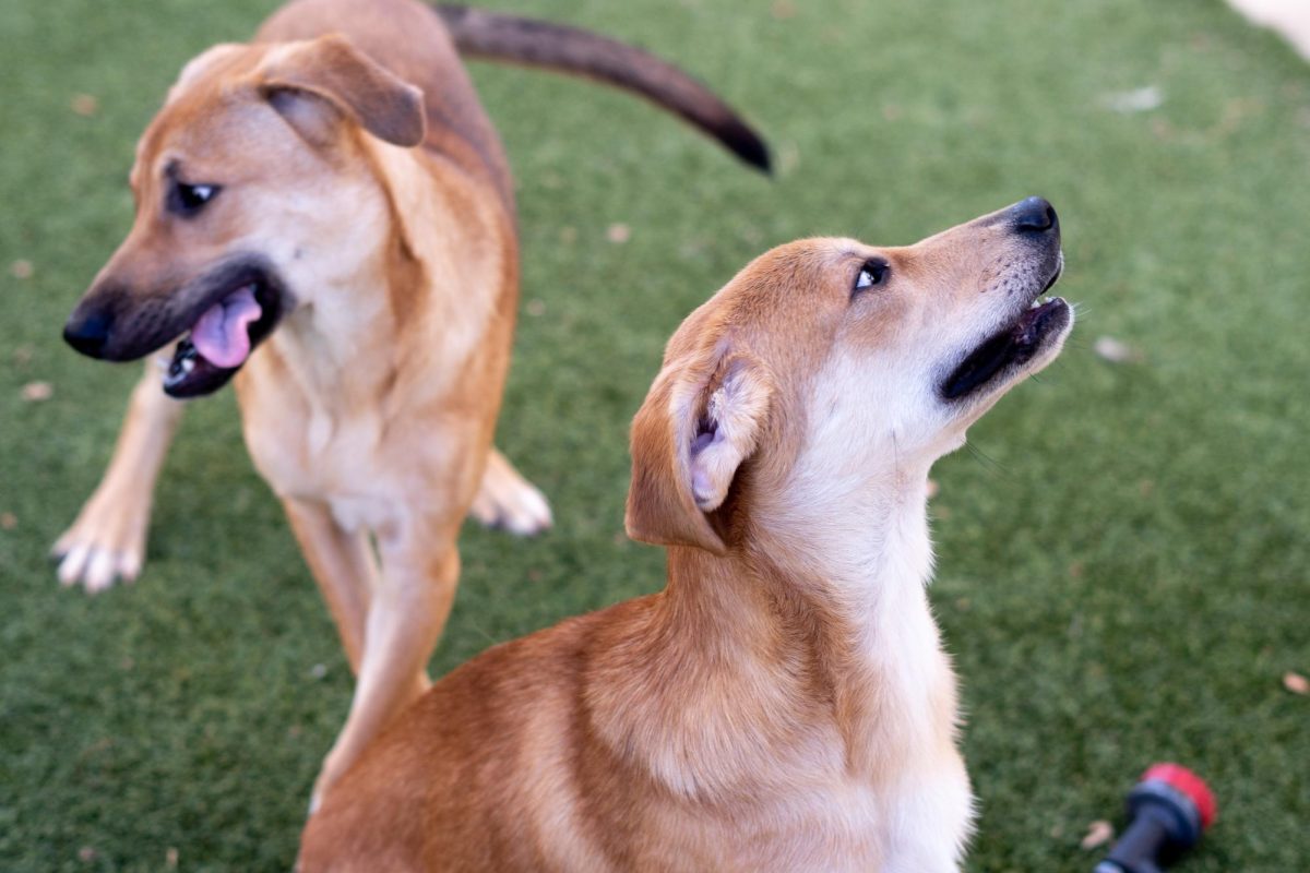 Ross and Tater-to take a moment from their day at the Humane Society of North Texas, Keller, Sept. 16, 2024. (TCU 360 Photo by Shane Manson)