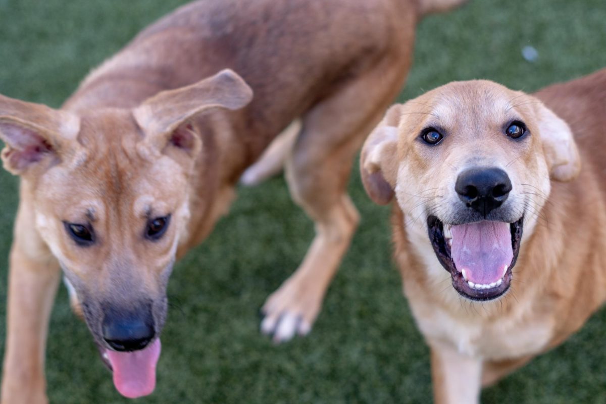 Ross and Tater-to take a moment from their day at the Humane Society of North Texas, Keller, Sept. 16, 2024. (TCU 360 Photo by Shane Manson)